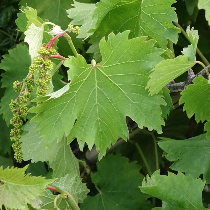 Videira Katharina - Vitis vinifera (Folhagem)