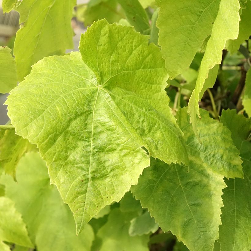Videira Lakemont - Vitis vinifera (Folhagem)