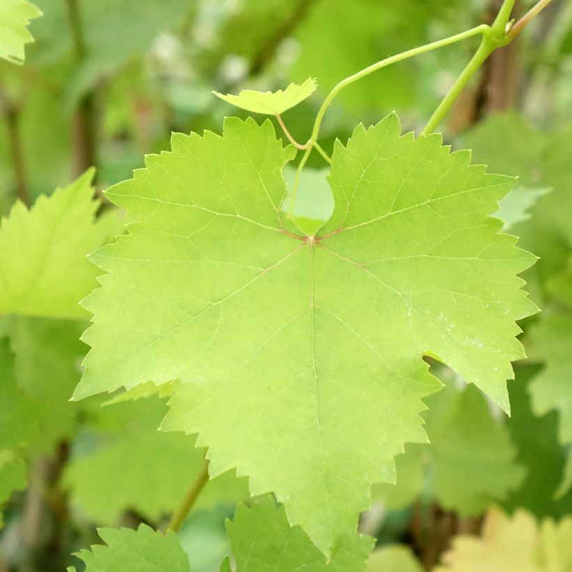 Videira Madeleine Royale - Vitis vinifera (Folhagem)