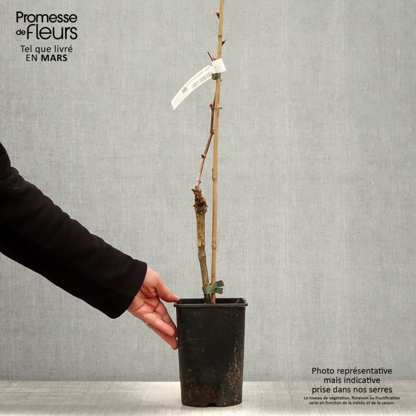 Amostra de Videira Marechal Foch - Vitis (x) vinifera Vaso de 2 L/3 L tal como entregue na primavera