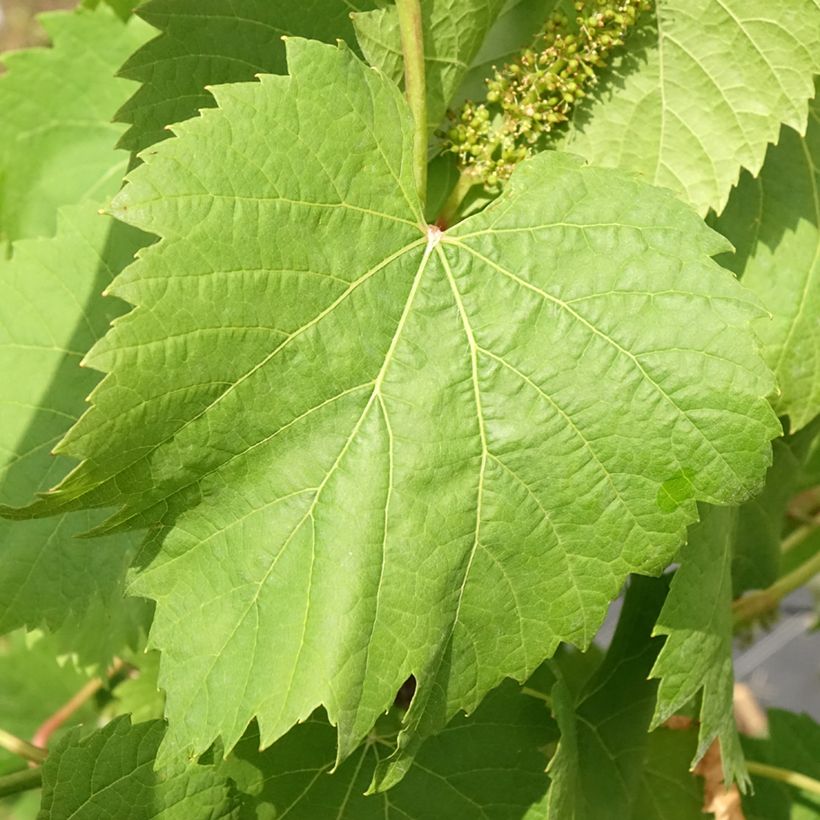 Videira Marechal Foch - Vitis (x) vinifera (Folhagem)