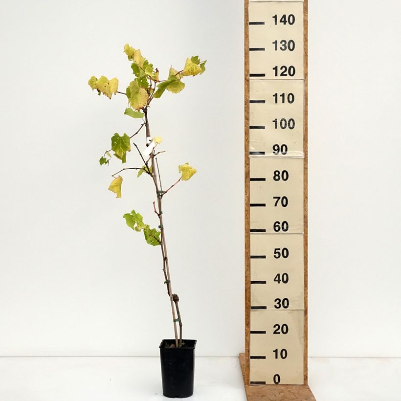 Amostra de Videira Marechal Foch - Vitis (x) vinifera Vaso de 2 L/3 L tal como entregue no outono
