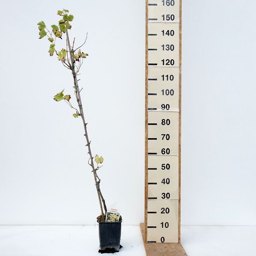 Amostra de Videira Matilde Vaso de 3 L/4 L tal como entregue no outono