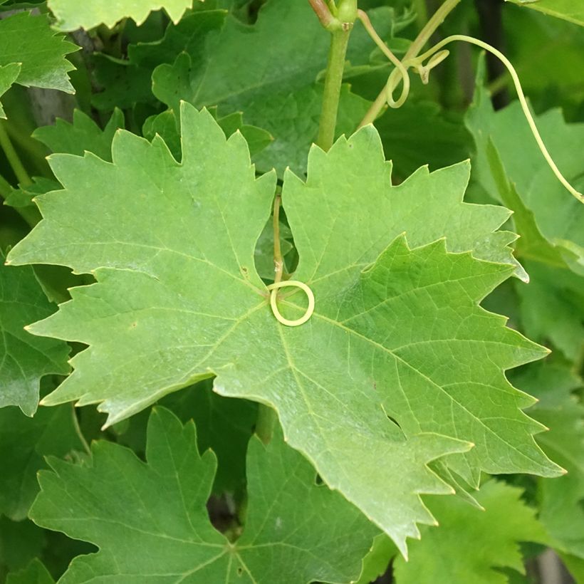 Videira Matilde (Folhagem)