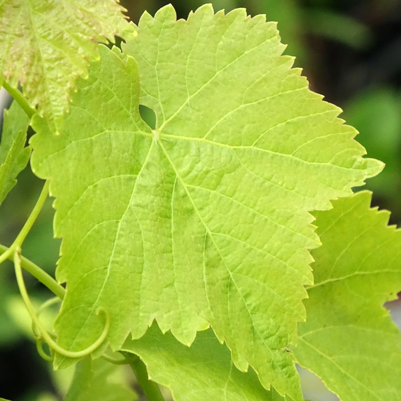 Videira Merlot - Vitis vinifera (Folhagem)