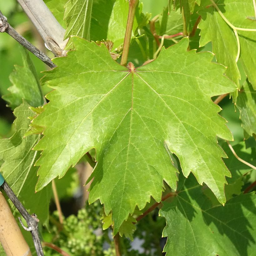 Videira Moscato Monregalese - Vitis vinifera (Folhagem)