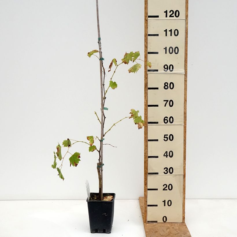 Amostra de Vigne Moscato Monregalese - Vitis vinifera Pot de 1,5L/2L tal como entregue no outono