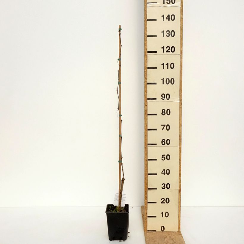 Amostra de Videira Moscato Monregalese - Vitis vinifera Vaso de 1,5 L/2 L tal como entregue na primavera