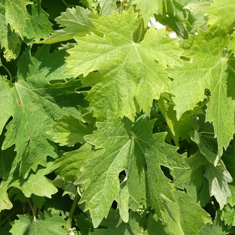 Videira Moscato Terracina - Vitis vinifera (Folhagem)