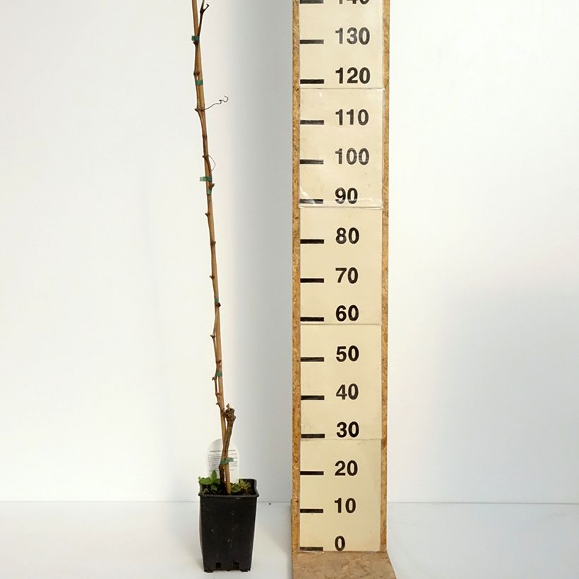 Amostra de Videira Moscato Terracina - Vitis vinifera Vaso de 1,5 L/2 L tal como entregue na primavera