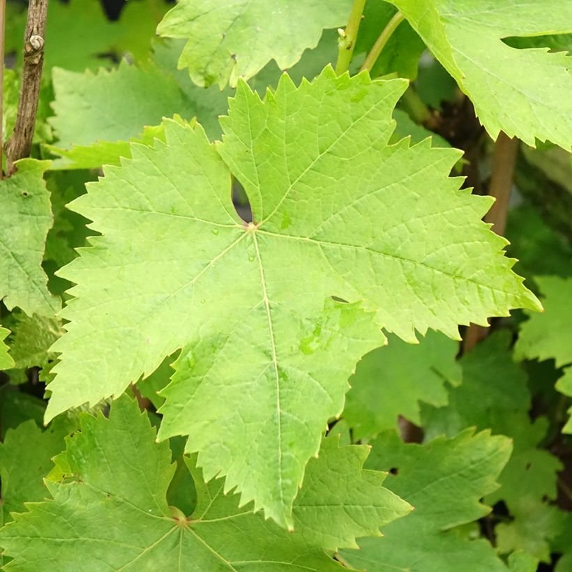 Videira Moscatel de Alexandria - Vitis vinifera (Folhagem)