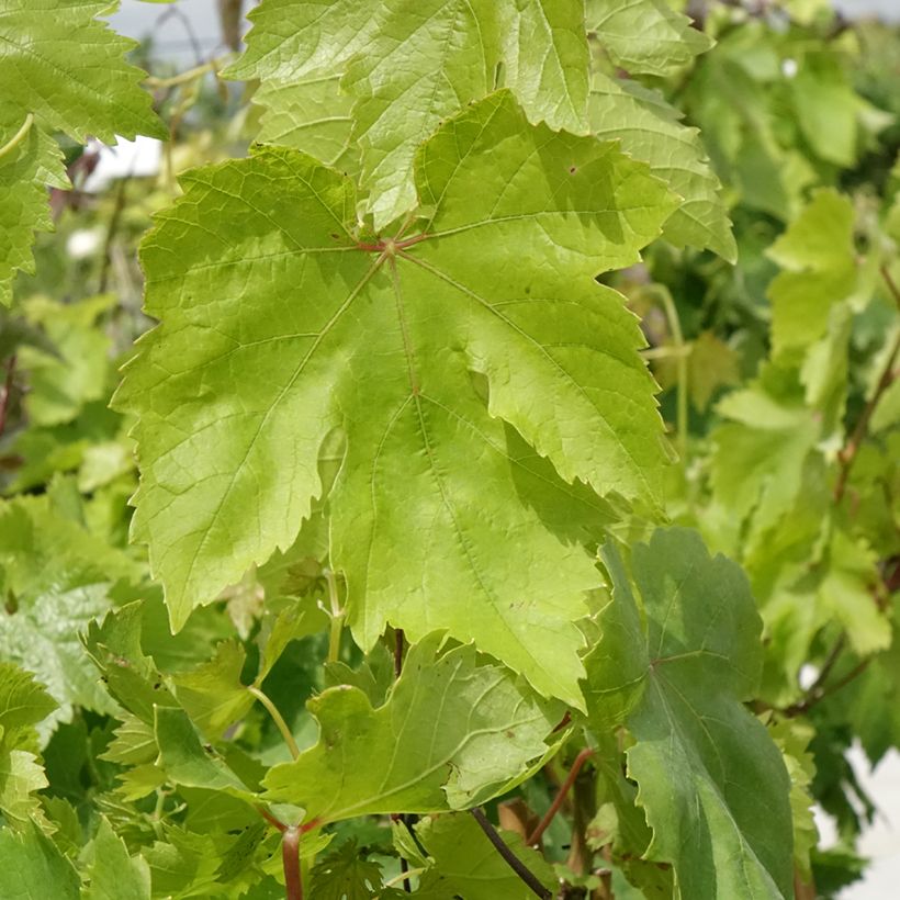 Videira Muscat de Hamburgo - Vitis vinifera (Folhagem)