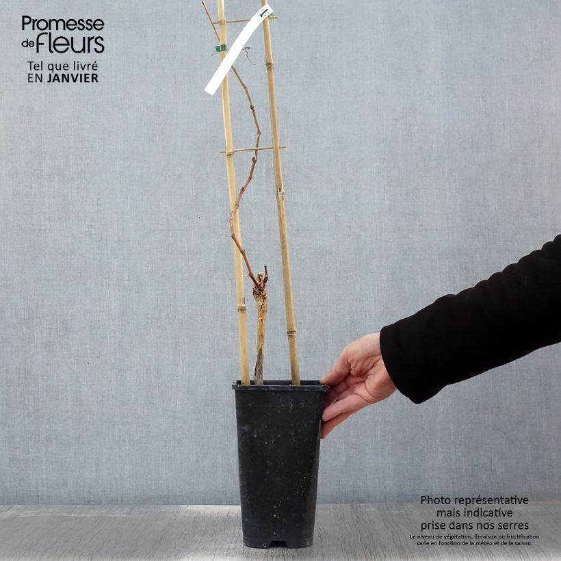 Amostra de Vigne Muscat de Hambourg Vaso de 1,5 L/2 L tal como entregue no inverno