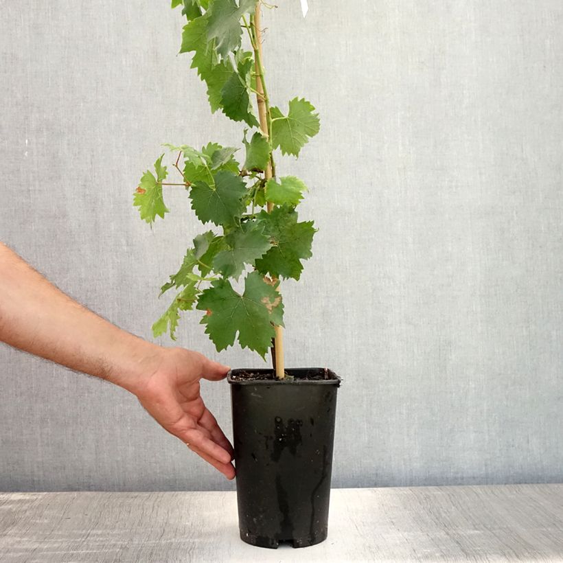 Amostra de Videira Moscatel Galego Branco - Vitis vinifera Vaso de 2 L/3 L tal como entregue no verão
