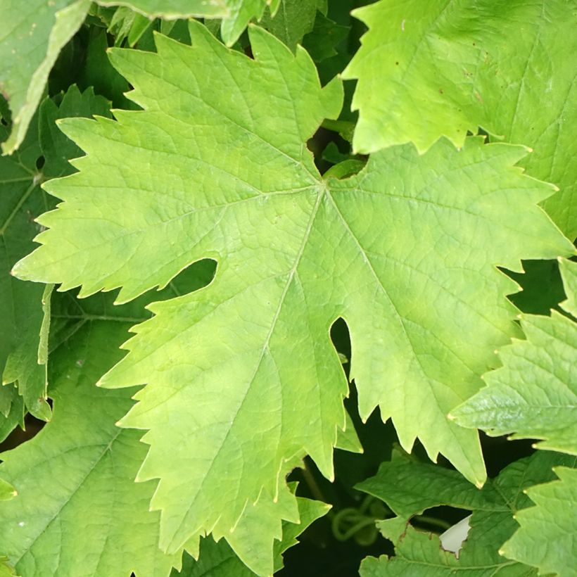 Videira Moscatel Galego Branco - Vitis vinifera (Folhagem)
