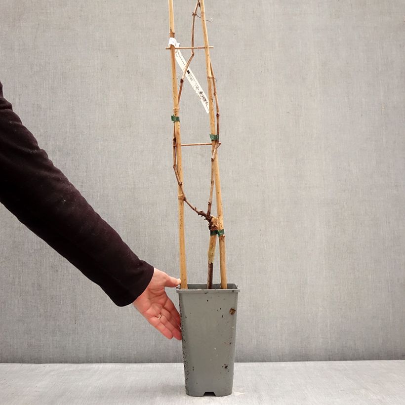 Amostra de Vigne Muscat Rouge De Madere Vaso de 2 L/3 L tal como entregue no inverno