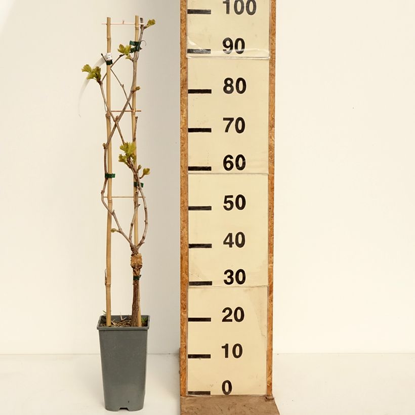 Amostra de Videira Moscatel Roxo da Madeira - Vitis vinifera Vaso de 2 L/3 L tal como entregue na primavera