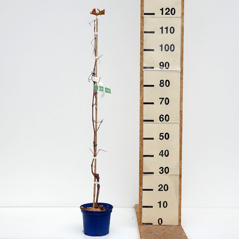 Amostra de Videira Nathy-Sauvignac VignHappy Fruitality - Vitis Vaso de 3 L/4 L tal como entregue no outono
