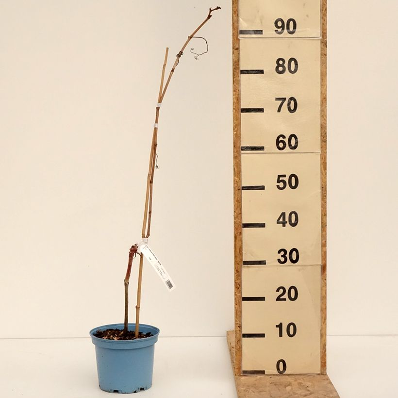 Amostra de Vigne Nathy-Sauvignac Vign'Happy Fruitality Pot de 3L/4L tal como entregue no inverno