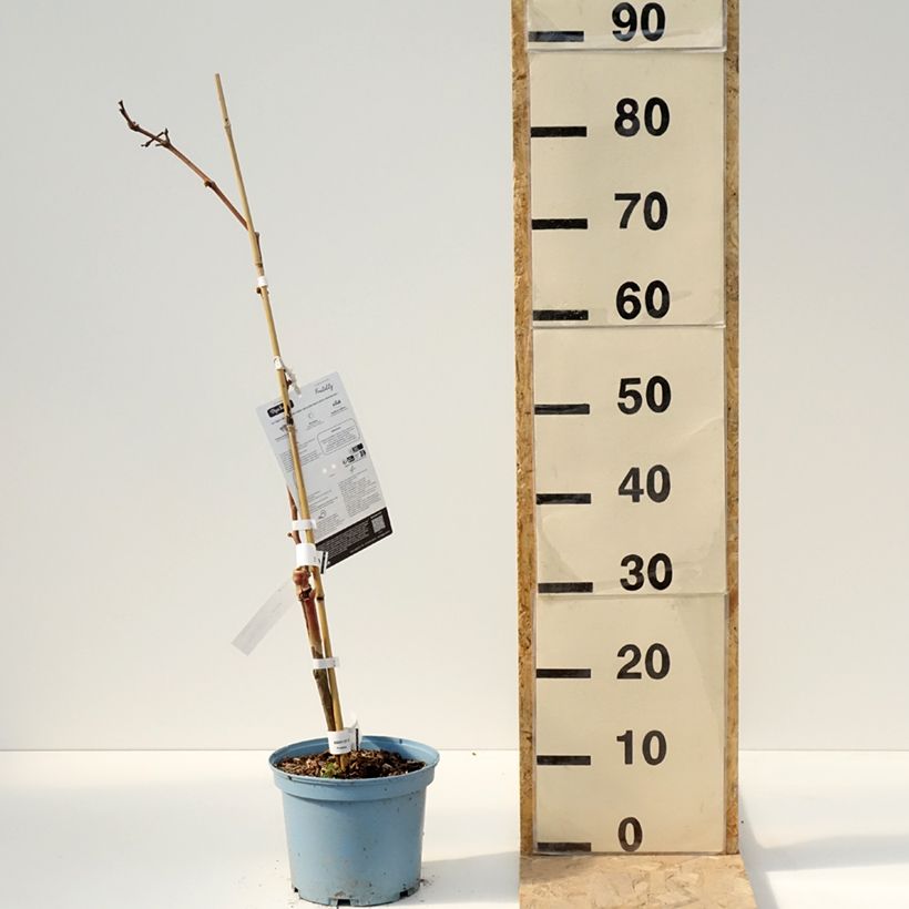 Amostra de Videira Nathy-Sauvignac VignHappy Fruitality - Vitis Vaso de 3 L/4 L tal como entregue na primavera