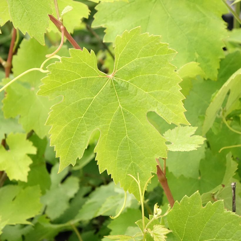 Videira Nebbiolo - Vitis vinifera (Folhagem)