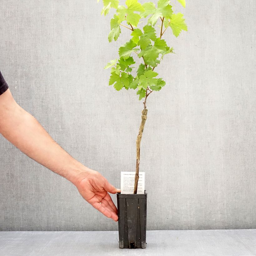 Amostra de Videira Nebbiolo - Vitis vinifera Vaso de 1,5 L/2 L tal como entregue na primavera