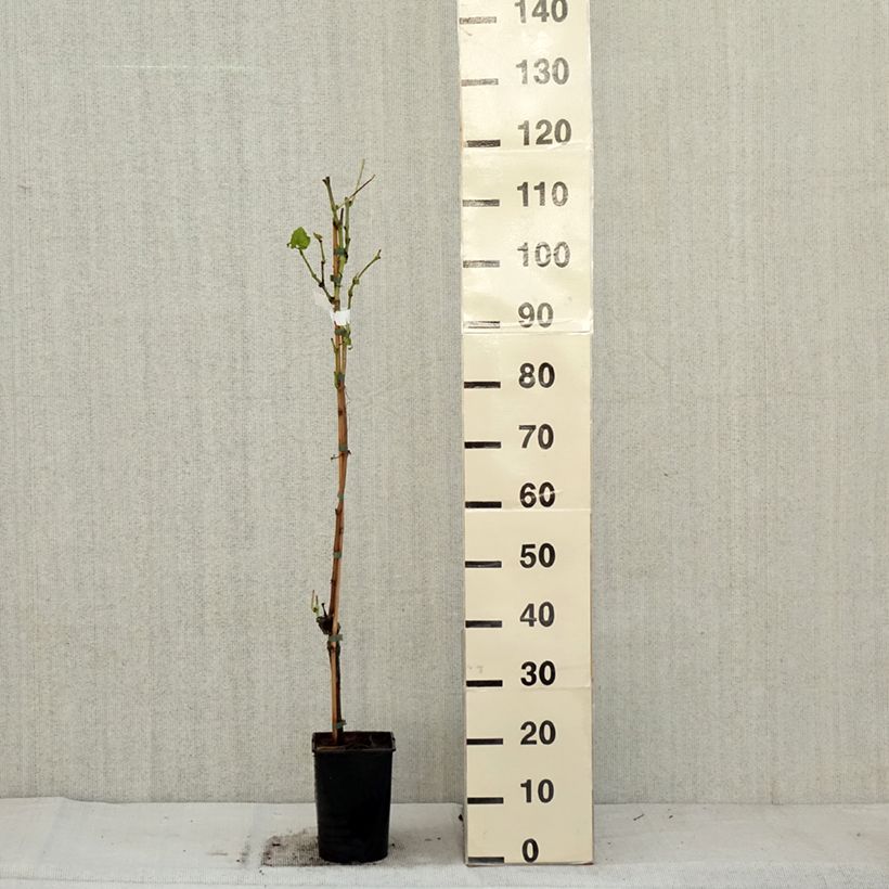 Amostra de Vigne New York Muscat - Vitis vinifera  Pot de 2L/3L tal como entregue no outono
