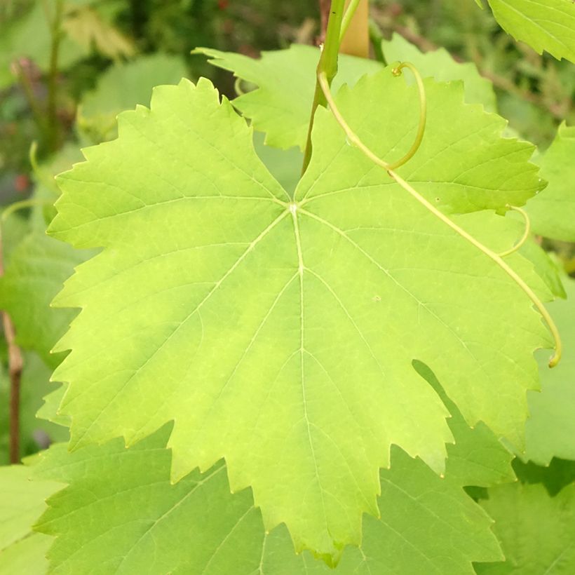 Videira Preta precoce de Marselha - Vitis vinifera (Folhagem)