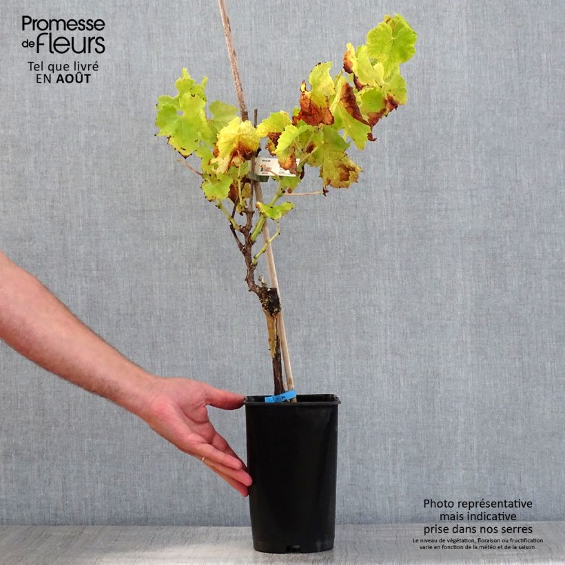 Amostra de Videira Ora - Vitis vinifera Vaso de 2 L/3 L tal como entregue no verão