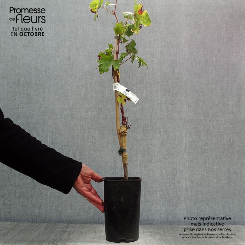 Amostra de Videira Perlette - Vitis vinifera Vaso de 2 L/3 L tal como entregue no outono