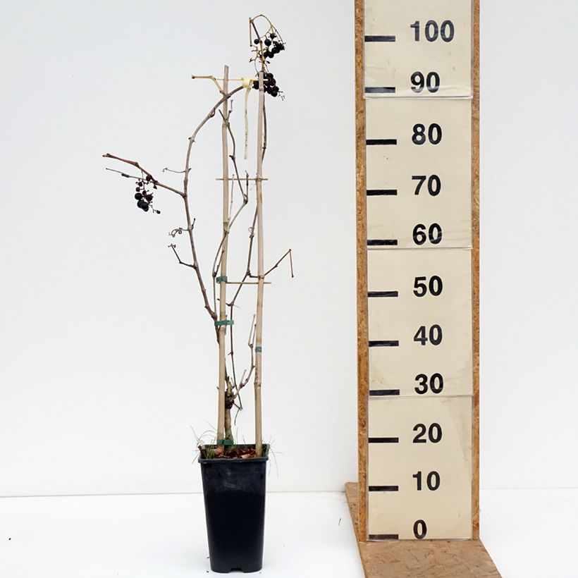 Amostra de Videira Petit Verdot - Vitis vinifera Vaso de 2 L/3 L tal como entregue no outono