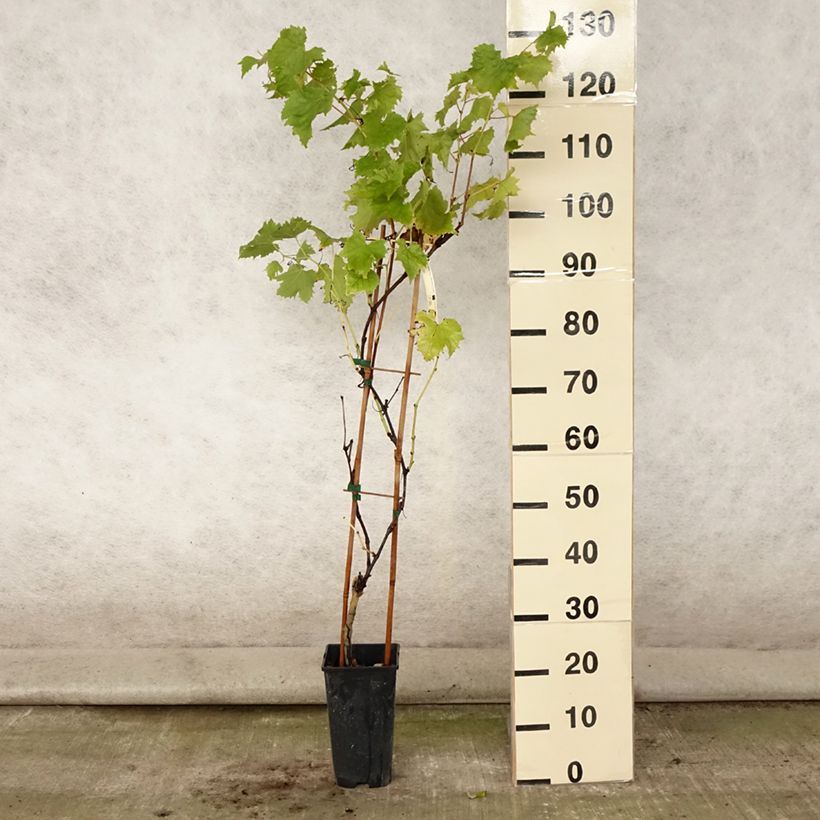 Amostra de Videira Petit Verdot - Vitis vinifera Vaso de 2 L/3 L tal como entregue no verão