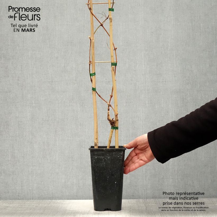 Amostra de Videira Petit Verdot - Vitis vinifera Vaso de 2 L/3 L tal como entregue na primavera