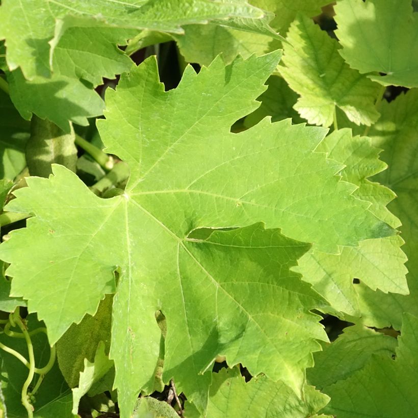 Videira Petit Verdot - Vitis vinifera (Folhagem)