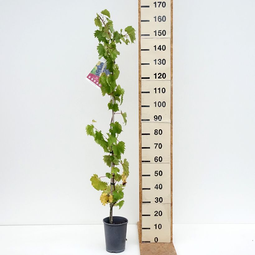 Amostra de Videira Philipp - Vitis vinifera Vaso de 4 L/5 L tal como entregue no outono