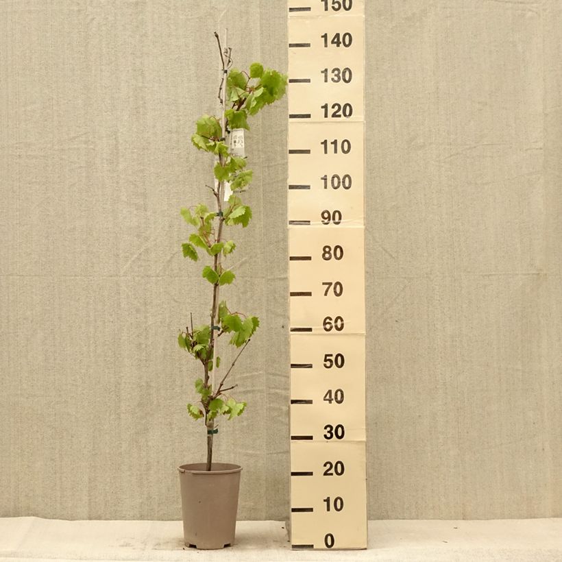 Amostra de Videira Philipp - Vitis vinifera Vaso de 4 L/5 L tal como entregue no verão
