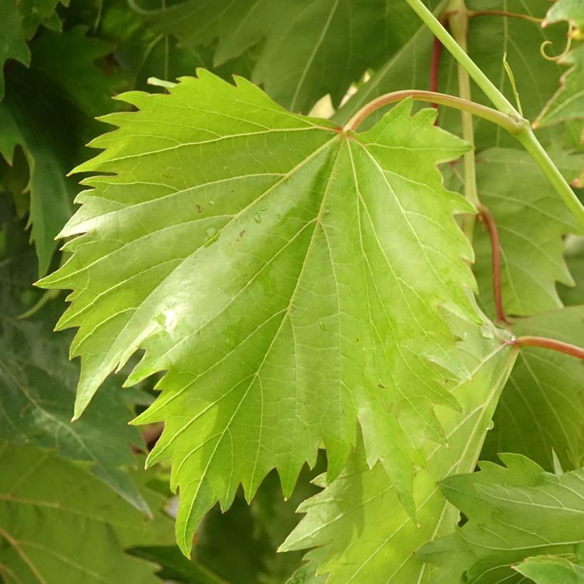 Videira Philipp - Vitis vinifera (Folhagem)
