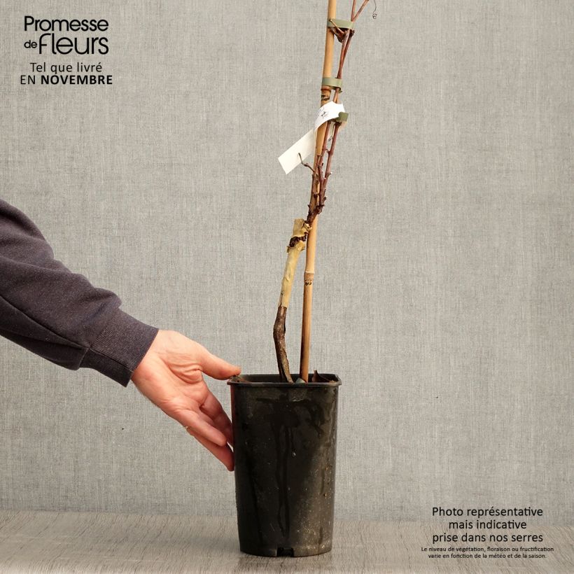 Amostra de Videira Pé de Perdiz - Vitis vinifera Vaso de 2 L/3 L tal como entregue no outono