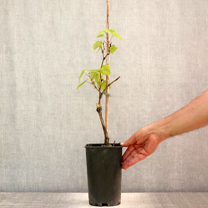 Amostra de Videira Pé de Perdiz - Vitis vinifera Vaso de 2 L/3 L tal como entregue no verão
