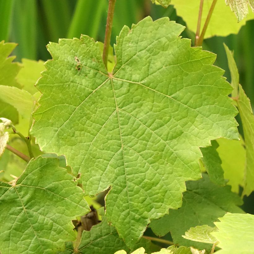 Videira Pé de Perdiz - Vitis vinifera (Folhagem)