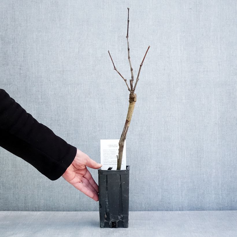 Amostra de Vigne Pinot Noir Vaso de 1 L/1,5 L tal como entregue no inverno