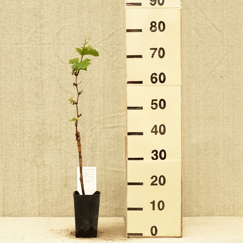 Amostra de Videira Pinot Noir - Vitis vinifera Vaso de 1 L/1,5 L tal como entregue na primavera