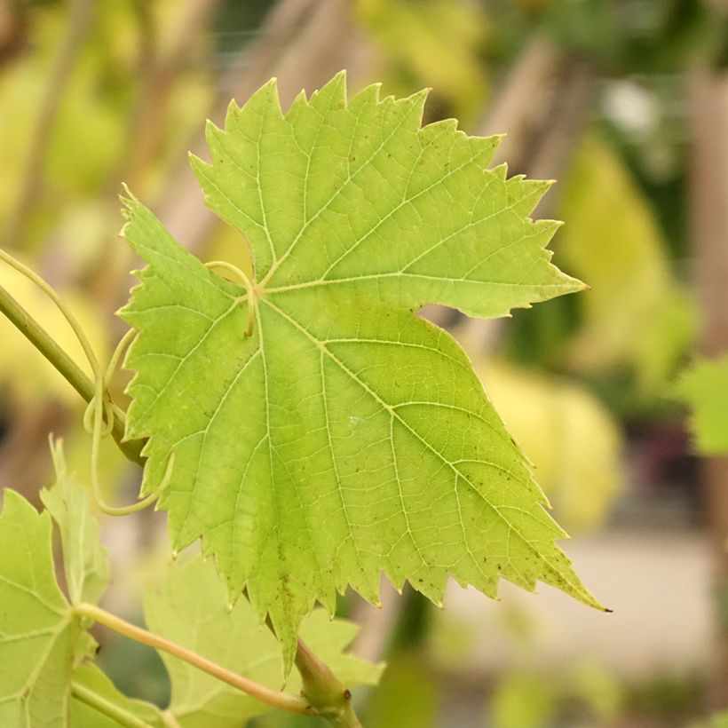 Videira Regent - Vitis vinifera (Folhagem)