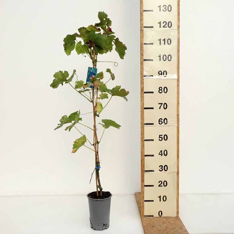 Amostra de Videira Regent - Vitis vinifera Vaso de 2 L/3 L tal como entregue no outono