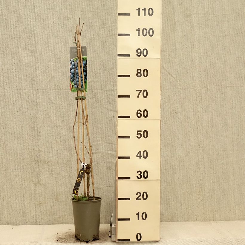 Amostra de Videira Regent - Vitis vinifera Vaso de 2 L/3 L tal como entregue na primavera