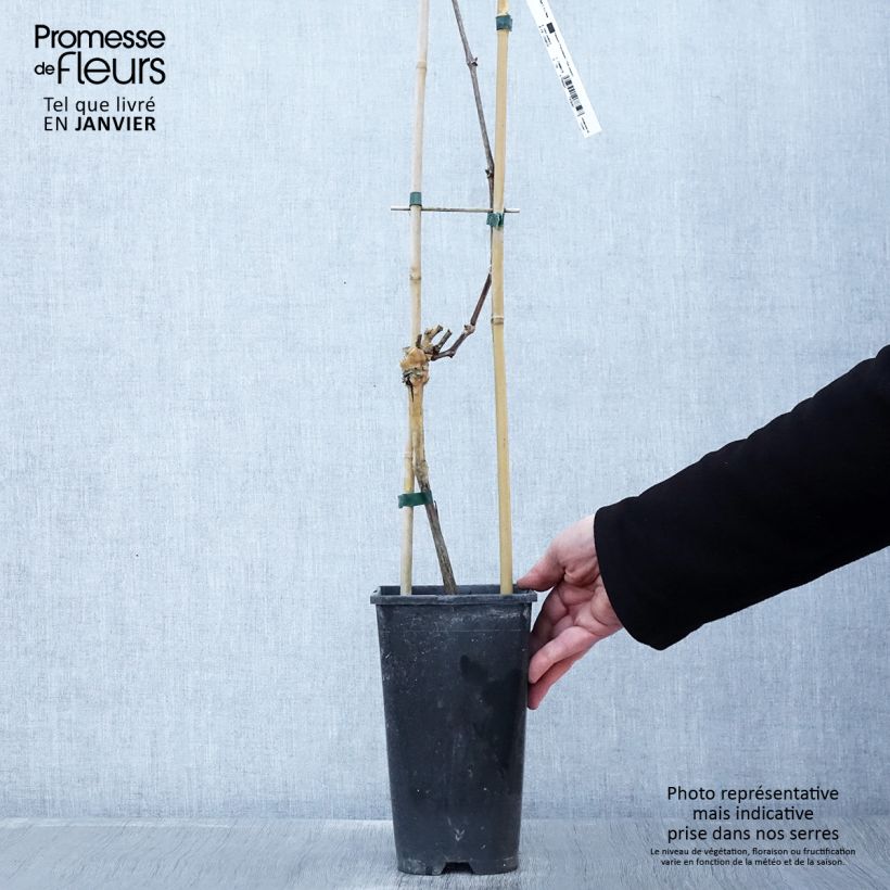 Amostra de Vigne Riesling - Vitis vinifera Pot de 1,5L/2L tal como entregue no inverno