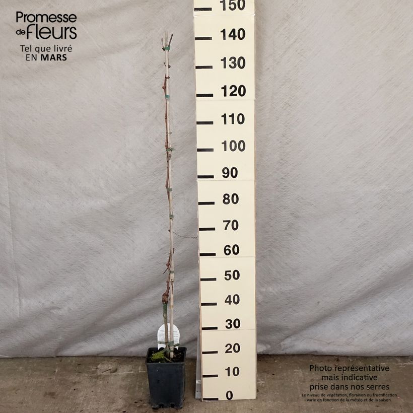 Amostra de Vigne sans pépin Apirena rossa Pot de 3L/4L tal como entregue na primavera