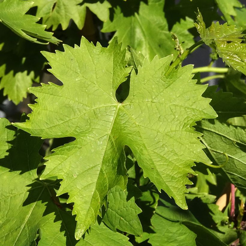 Videira Apirena bianca (Folhagem)