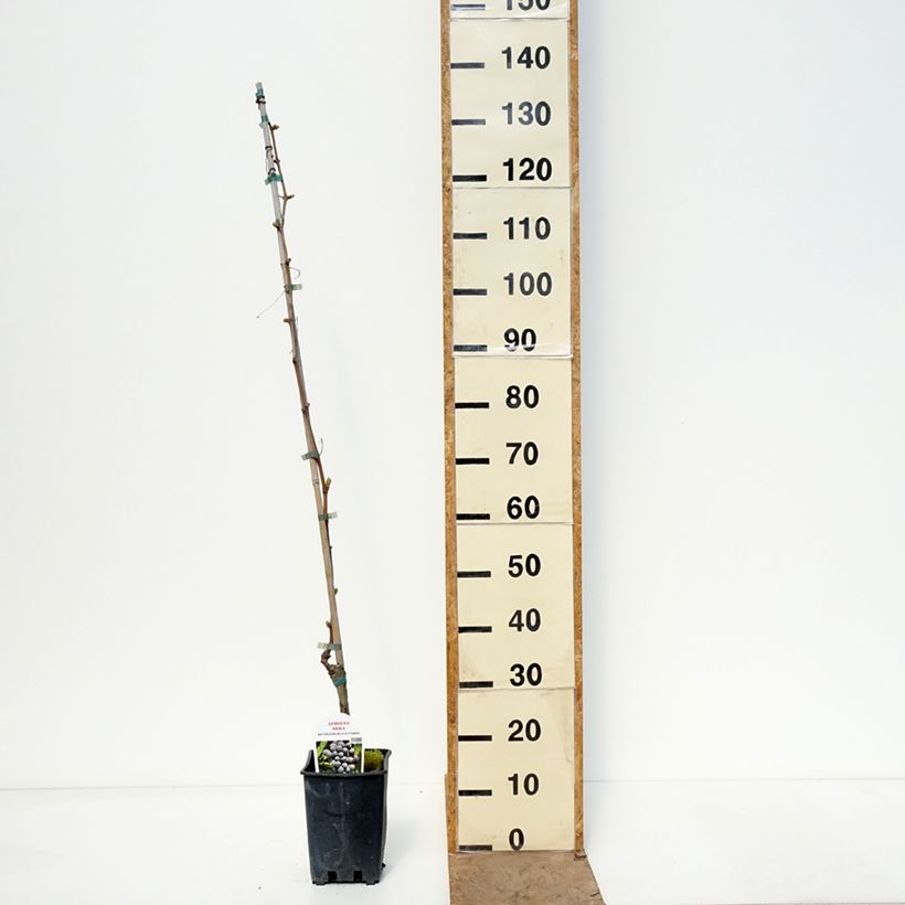 Amostra de Videira Apirena Nera Vaso de 1,5 L/2 L tal como entregue na primavera