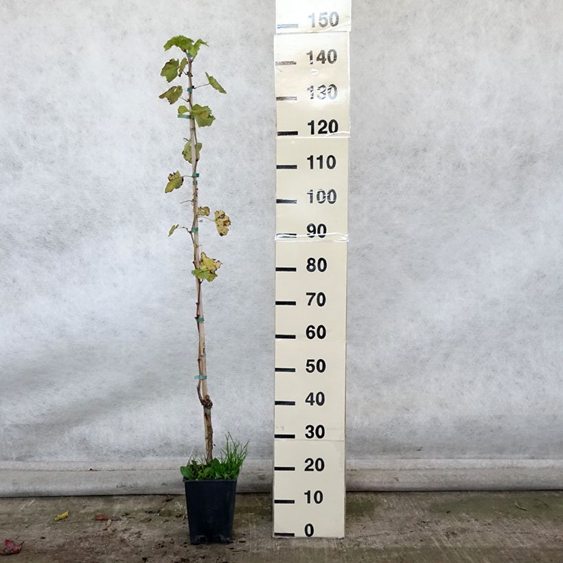 Amostra de Videira Sultanina Bianca (Thomson seedless) Vaso de 1,5 L/2 L tal como entregue no outono